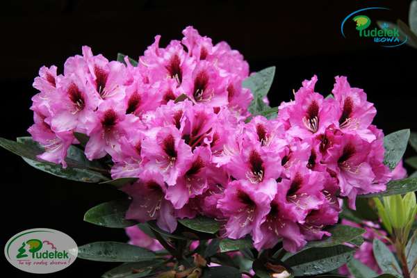 Rhododendron Kokardia